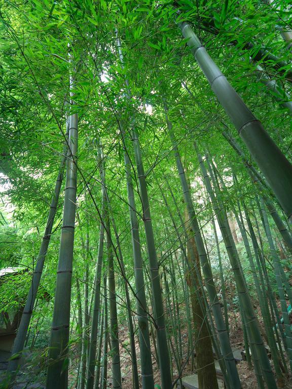 Hotel Hakone Tokinoshizuku Zewnętrze zdjęcie Bamboo forest